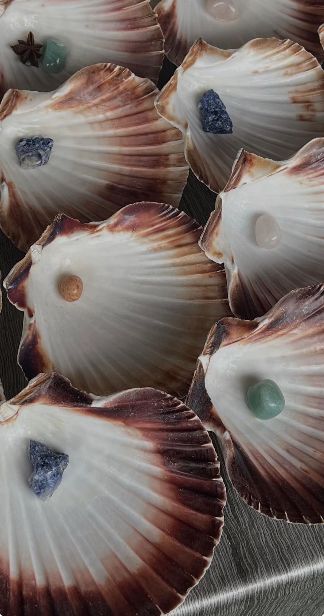 Coquille Saint-Jacques avec pierres